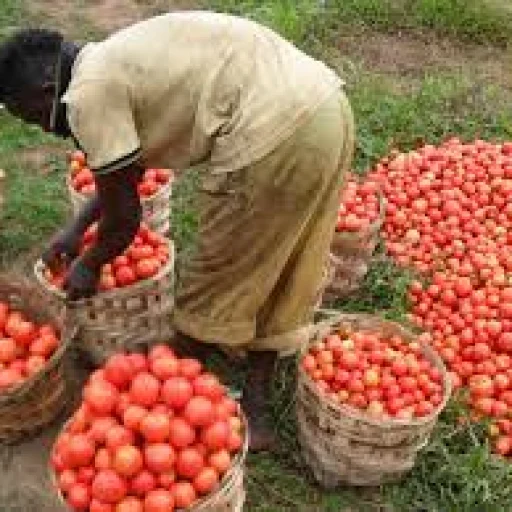 Logo Amis des Agriculteurs du Cameroun